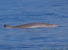 mesoplodon-densirostris-yc07
