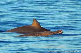 mesoplodon_densirostris-vm02