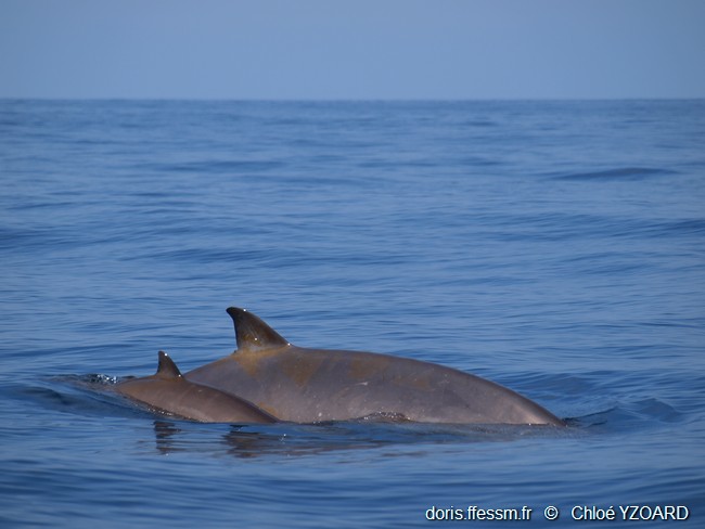 Baleine à bec de Blainville