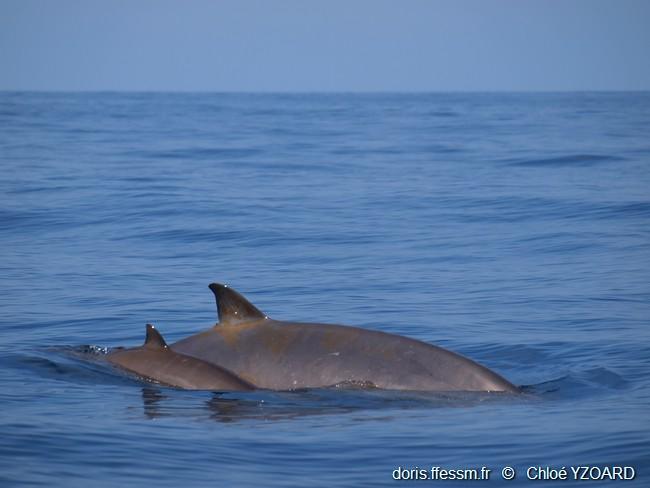 mesoplodon_densirostris-yc00001