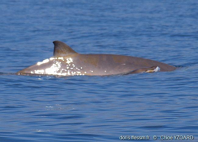 mesoplodon_densirostris-yc02