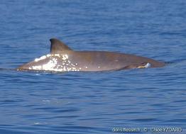 mesoplodon_densirostris-yc02