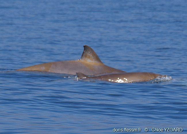 mesoplodon_densirostris-yc03