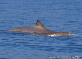 mesoplodon_densirostris-yc03