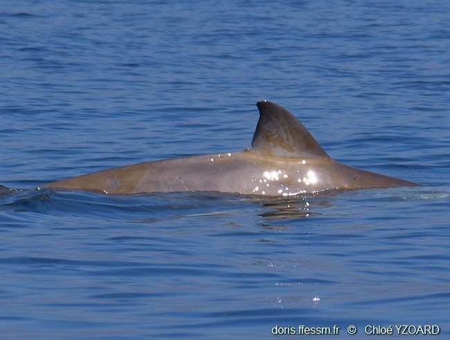 mesoplodon_densirostris-yc04