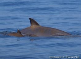 mesoplodon_densirostris-yc05