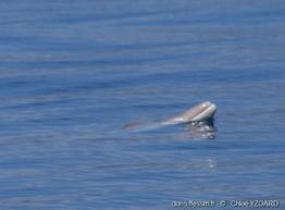 mesoplodon_densirostris-yc06