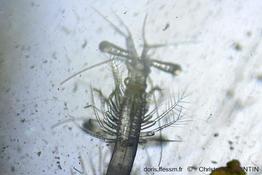 Mesopodopsid_slabberi_qc_05