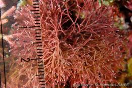amphiroa_cryptarthrodia-2vl