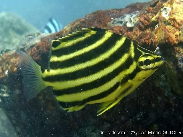 microcanthus- strigatus_jms1