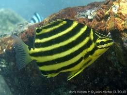 microcanthus- strigatus_jms1