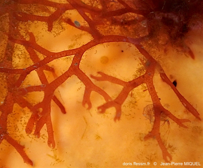Microcladia glanduleuse