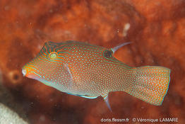 canthigaster_papua-vl2