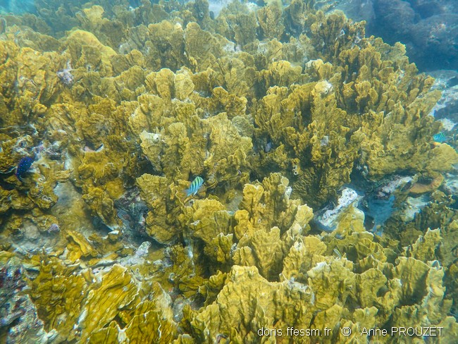 Corail de feu en plaques des Caraïbes