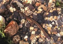 Lampetra-planeri-WP-onema
