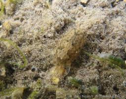 sphaeromatidae-slb1