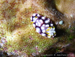 chromodoris_geometrica-aps226