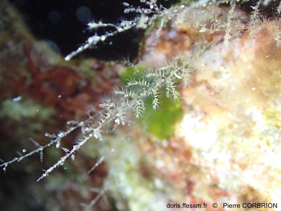 Mimosella_gracilis-pico2