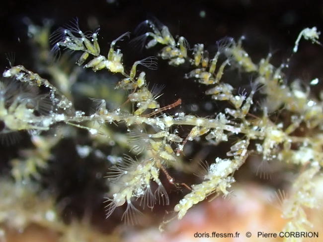 Mimosella_gracilis-pico3