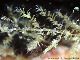 Mimosella_gracilis-pico3