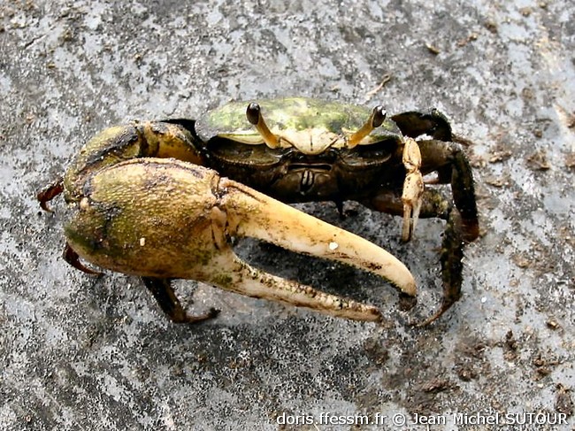 Crabe violoniste