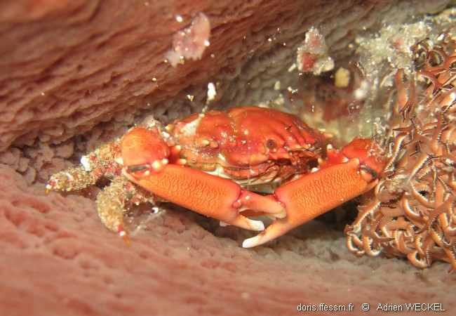 Petit crabe-araignée rouge à grandes pinces