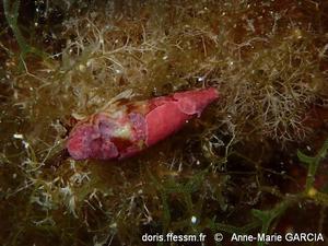 mitrella_scripta-amga-img_70495