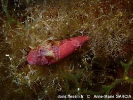 mitrella_scripta-amga-img_70495