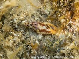 mitrella_scripta-emsa-img_618