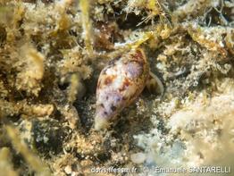 mitrella_scripta-emsa-img_625