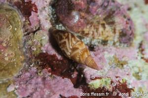 mitrella_scripta-jore-img_221