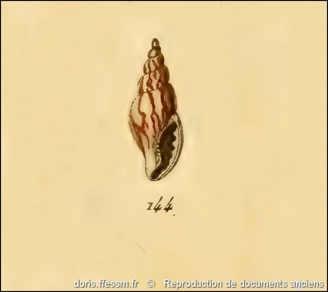 mitrella_scripta-rda-img_144