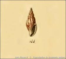 mitrella_scripta-rda-img_144
