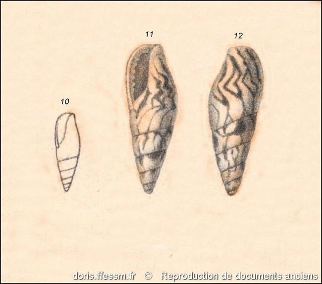 mitrella_scripta-rda-img_514