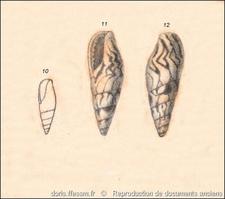 mitrella_scripta-rda-img_514