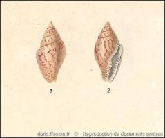 mitrella_scripta-rda-img_950