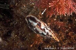 mitrella_scripta-vima-img_01