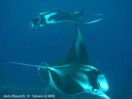 mobula_alfredi-slb1