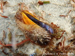 Modiolus_barbatus-fran24