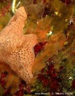 mollia_circumcincta-fa2