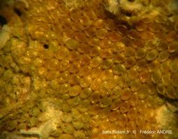 mollia_patellaria-fa3