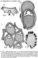 mollia_patellaria-prenant-bobin-1966