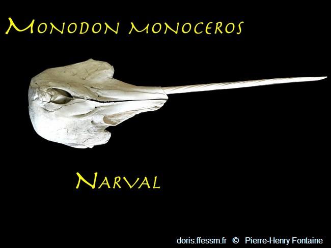 monodon_monoceros_phf02