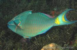sparisoma_viride_apr1
