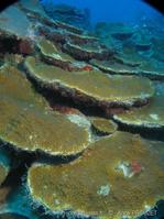 montastraea_cavernosa_ap1