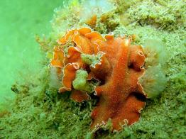 Morchellium_argus-Yungia_aurantiaca-fran16