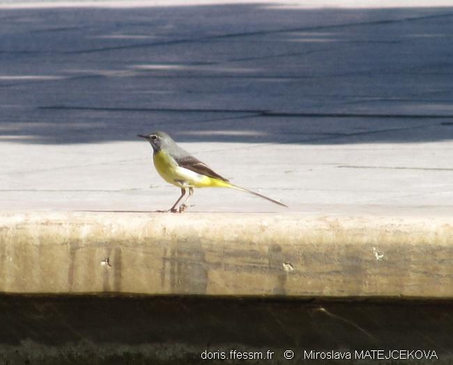 motacilla_cinerea-mm1
