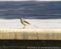 motacilla_cinerea-mm1