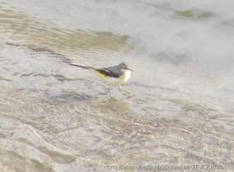 motacilla_cinerea-mm2