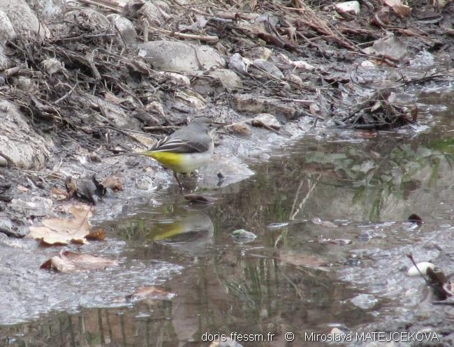 motacilla_cinerea-mm3